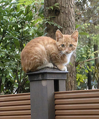 ������µ���è��������