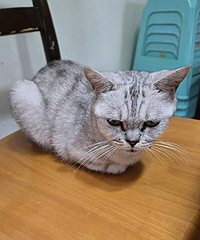 è�����������ĸ������