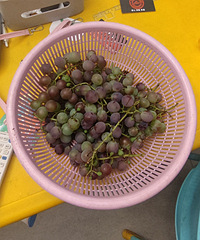 �������ˣ�ÿ�춼��ժһ��