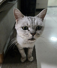 ���ھ�è��������ȴ��Ҫ