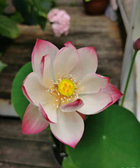 ��ź��ֲ��������������