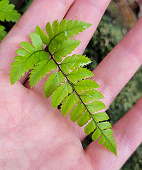 �����ĵ���ֲ������������