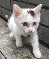 �Ը���õ���������������