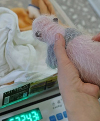 萌宠驾到!重庆动物园喜添大熊猫宝宝