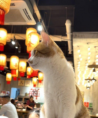 火锅店来了“喵掌柜”