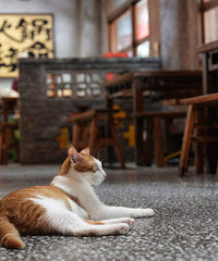 ��������ˡ����ƹ񡱣��ϰ���������è���Ǳ���