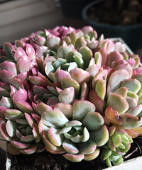 天气这么热那就在家种花吧