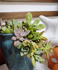 天气这么热那就在家种花吧