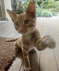 С����������ȻҪ��������