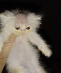 ��������ѵ���ͷ�����ɰ�ͷ������ͷ���룬����ͺ��