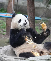 �ȵö��ﶼ�ⲻס�ˣ����춯��԰��Ӧ����è����ɡ�δչ��