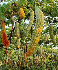 �߲˹Ϲ��������������~