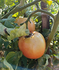 ����Ҫ��β�ˣ����ǵ��أ�