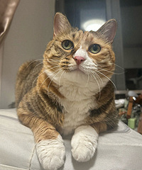 ������������Сè��첹��