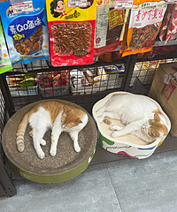 ����è�ɹ�������ʳ�����