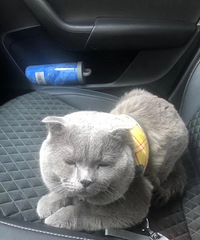 89年171CM有2只猫的哥子征婚,从事汽车行业