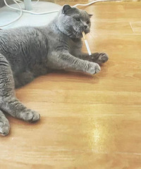 89年171CM有2只猫的哥子征婚,从事汽车行业