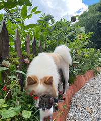 ��ͼ����