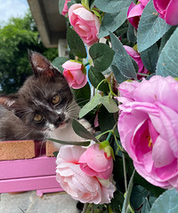 ��ͼ����