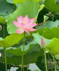 ���ǿ�ʼ���˵ı�־��