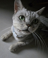 40�ȸ��£�è��Ȼȥɹ̫��