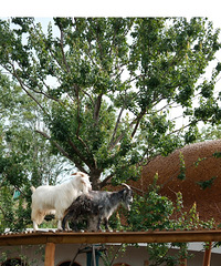 ���人��Ʒ��´�͵����ˣ�����������Σ�