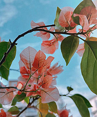 ����÷ӭ��ʢ�������ǵ���