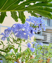 ������ѩ���úܺü�����β