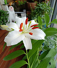 ʱ�����µ�һ��ٺ�ʢ����