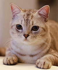 ����ԭ���è���Ҹ�������