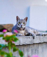 ������è������˻���Ҫ��