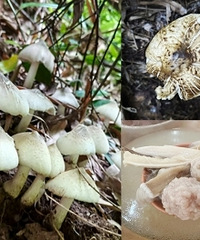 重庆也有鸡枞菌可以扯了,煮肉丸汤很鲜