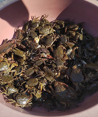 分享一个搬螃蟹的好地方