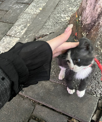 设计师单身妹子的日常:喜欢羽毛球、密室逃脱和小狗小猫