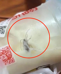 未开封蜜雪冰城饮料内有蟑螂