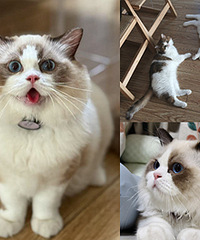 布偶猫虽然好,但是能吃能拉像个娃儿