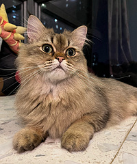 �Ҽ��и����ȵ�С��С�ɰ�