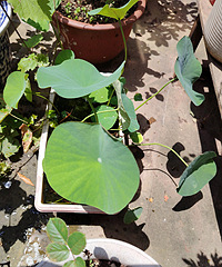 ����2�������Ϊɶ������