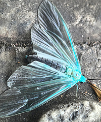 ����ʲô��ѽ��·�߿�����