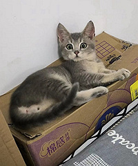 ��èë��ϲ��è�Ŀ�������