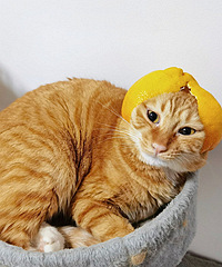 ŶĪ����զ��ô��������