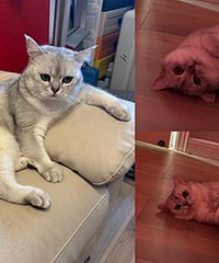 床脚长猫啦!早上饿了也不吵不闹,真乖
