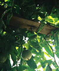 ��С���0.25���ٵ������ĺ��Ҹ�