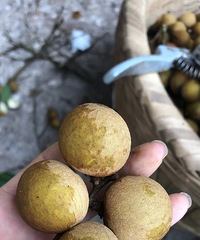 ժ�����Բ�������綹�������Ǻ��������һ��