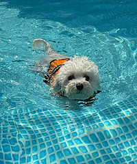 �����������һͷС����