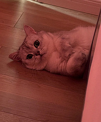 �����𴲷��ִ����³�è��