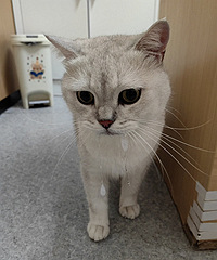 è��ҹͻȻ���°�ĭ����cry