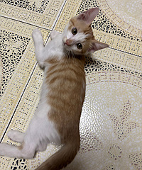 2���µ���԰С��è������