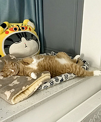 ��ɹɹ�����è��˯������