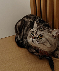 ��Ϧ��è�����̲��׻���